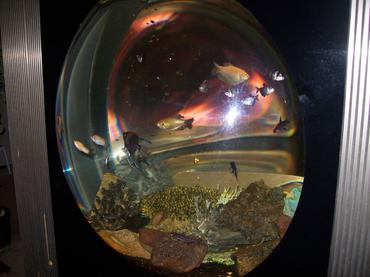 Acrylic Aquariums Acrylic Aquariums