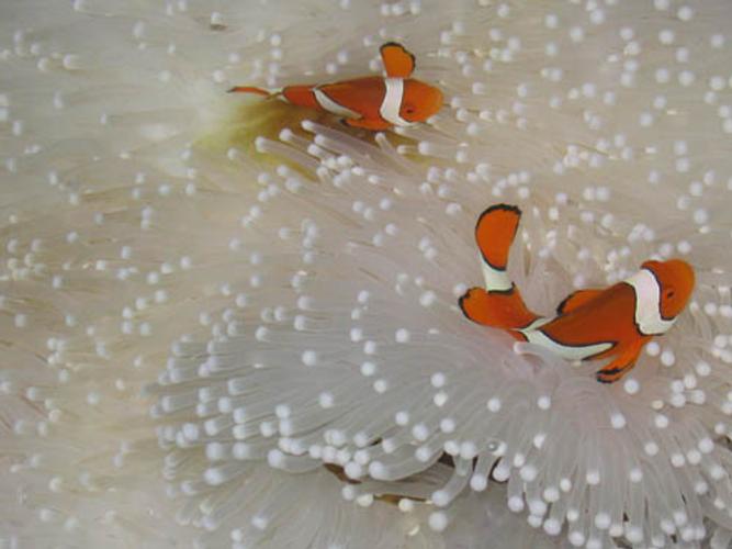 Commonly Available Reef-Safe Fish & Invertebrates Commonly Available Reef-Safe Fish & Invertebrates