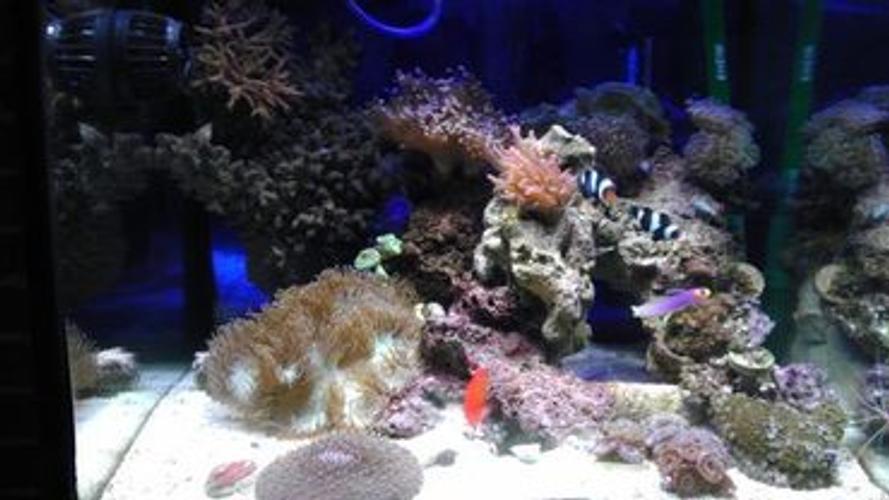 uv sterilizers for reef