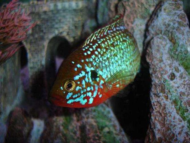 Jewel Cichlid Species Profile Jewel Cichlid Species Profile