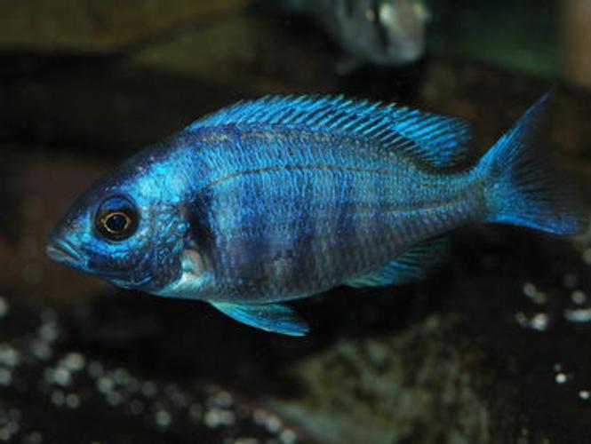 Cichlid Compatibility: February Week 2 Aquarium Trends Cichlid Compatibility: February Week 2 Aquarium Trends
