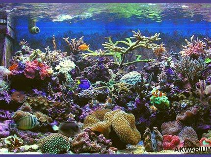 Rated #3: 540 Gallons Reef Tank - my new tank vol 2 Rated #3: 540 Gallons Reef Tank - my new tank vol 2