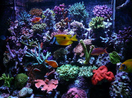Rated #2: 110 Gallons Reef Tank - update Rated #2: 110 Gallons Reef Tank - update