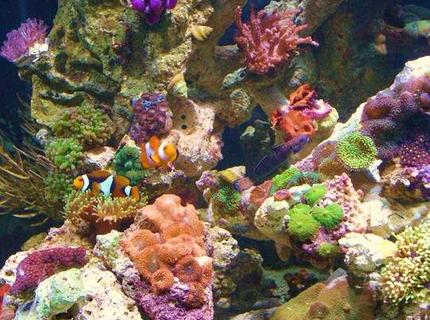 45 gallons reef tank (mostly live coral and fish) - tank 45 gallons reef tank (mostly live coral and fish) - tank