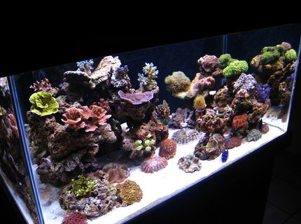 Rated #6: 90 Gallons Reef Tank - my reef tank Rated #6: 90 Gallons Reef Tank - my reef tank