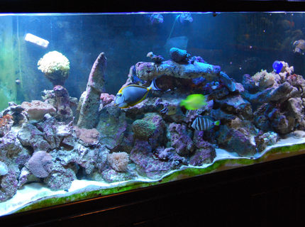280 gallons reef tank (mostly live coral and fish) - 280g reef 280 gallons reef tank (mostly live coral and fish) - 280g reef