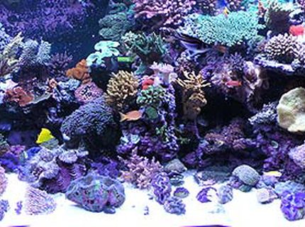 500 gallons reef tank (mostly live coral and fish) - Full reef tank pic.
Over 100 coral and 50 fish 500 gallons reef tank (mostly live coral and fish) - Full reef tank pic.
Over 100 coral and 50 fish