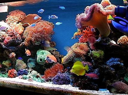 Rated #3: 150 Gallons Reef Tank - latest update Rated #3: 150 Gallons Reef Tank - latest update
