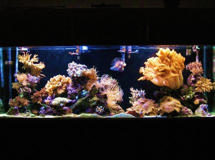 Rated #5: 150 Gallons Reef Tank - my 150 gallon Rated #5: 150 Gallons Reef Tank - my 150 gallon