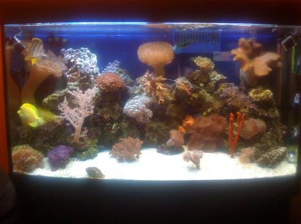45 gallons reef tank (mostly live coral and fish) - New Coral 45 gallons reef tank (mostly live coral and fish) - New Coral
