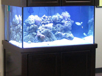 500 gallons reef tank (mostly live coral and fish) - My Setup, 200 gallon with 50 gallon sump 500 gallons reef tank (mostly live coral and fish) - My Setup, 200 gallon with 50 gallon sump
