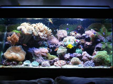 Rated #8: 110 Gallons Reef Tank - 110g reef Rated #8: 110 Gallons Reef Tank - 110g reef