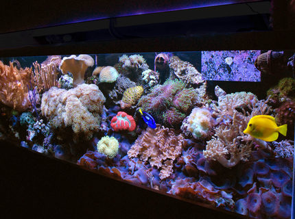 Rated #9: 125 Gallons Reef Tank - 125 gallon reef mixed corals soft and lps Rated #9: 125 Gallons Reef Tank - 125 gallon reef mixed corals soft and lps