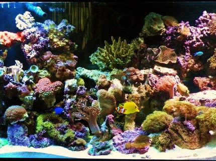 Rated #6: 150 Gallons Reef Tank - My Reef Tank Rated #6: 150 Gallons Reef Tank - My Reef Tank
