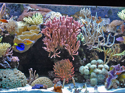 Rated #6: 225 Gallons Reef Tank - My 225 gallon SPS dominated Mixed Reef Rated #6: 225 Gallons Reef Tank - My 225 gallon SPS dominated Mixed Reef