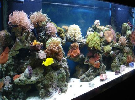Rated #7: 180 Gallons Reef Tank - the magic kingdom Rated #7: 180 Gallons Reef Tank - the magic kingdom