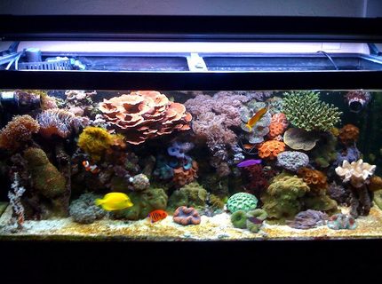 Rated #3: 75 Gallons Reef Tank - My Reef Tank!!!!!!!! Rated #3: 75 Gallons Reef Tank - My Reef Tank!!!!!!!!