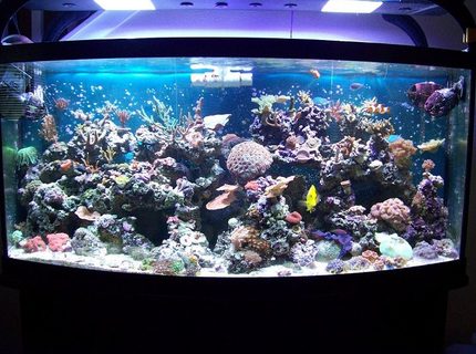 Rated #5: 180 Gallons Reef Tank - 72g Rated #5: 180 Gallons Reef Tank - 72g