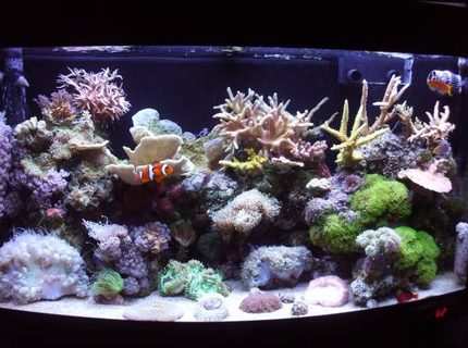 47 gallons reef tank (mostly live coral and fish) - 180 litre mixed reef 47 gallons reef tank (mostly live coral and fish) - 180 litre mixed reef