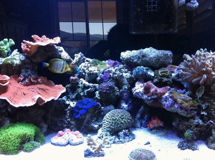 Rated #9: 60 Gallons Reef Tank - Left side of Clear for Life 60 Gallon Tall w/ 25 Gallon Sump 2 x 250w 20000k Metal Halides(8.3w/gal) Bubble Magus NAC6 Skimmer MJ 900 Powerhead Koriala Hydor 2 Powerhead Return Pump Coralife 1270c 1/3 Hp Arctica Chiller Rated #9: 60 Gallons Reef Tank - Left side of Clear for Life 60 Gallon Tall w/ 25 Gallon Sump 2 x 250w 20000k Metal Halides(8.3w/gal) Bubble Magus NAC6 Skimmer MJ 900 Powerhead Koriala Hydor 2 Powerhead Return Pump Coralife 1270c 1/3 Hp Arctica Chiller