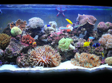 Rated #4: 100 Gallons Reef Tank - Less Than 3 Months Old , Still Needs alot of Work and Time For it to Mature ... Rated #4: 100 Gallons Reef Tank - Less Than 3 Months Old , Still Needs alot of Work and Time For it to Mature ...