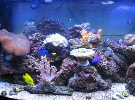 47 gallons reef tank (mostly live coral and fish) - Jan-11 (5months old) 47 gallons reef tank (mostly live coral and fish) - Jan-11 (5months old)