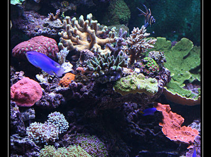 554 gallons reef tank (mostly live coral and fish) - quelques coraux 554 gallons reef tank (mostly live coral and fish) - quelques coraux