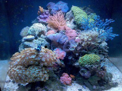 Rated #7: 28 Gallons Reef Tank - Nano reef Rated #7: 28 Gallons Reef Tank - Nano reef