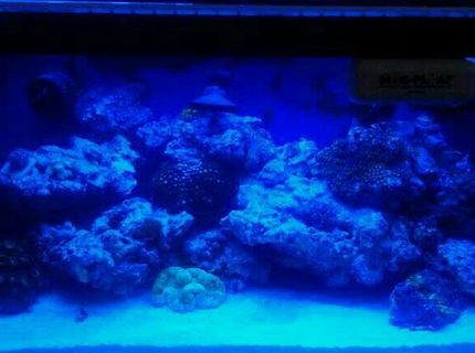 210 gallons reef tank (mostly live coral and fish) - My reef nano 210 gallons reef tank (mostly live coral and fish) - My reef nano