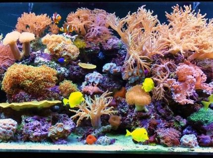 Rated #1: 200 Gallons Reef Tank - 200 Gallon Reef Tank Rated #1: 200 Gallons Reef Tank - 200 Gallon Reef Tank