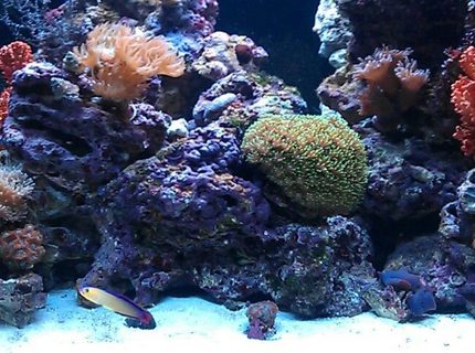 34 gallons reef tank (mostly live coral and fish) - Red sea max 34 gallons reef tank (mostly live coral and fish) - Red sea max
