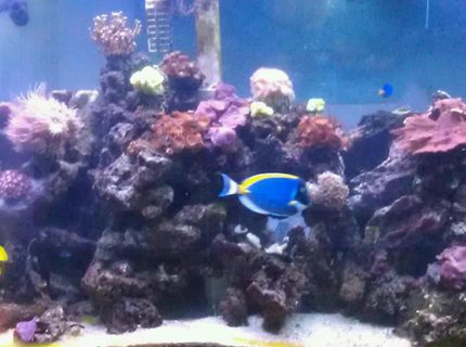 210 gallons reef tank (mostly live coral and fish) - 210 gal Reef Tank 210 gallons reef tank (mostly live coral and fish) - 210 gal Reef Tank