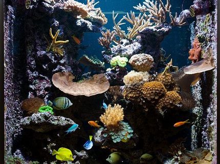Rated #2: 125 Gallons Reef Tank - 125 gallon see through reef aquarium. Rated #2: 125 Gallons Reef Tank - 125 gallon see through reef aquarium.