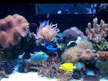Rated #6: 65 Gallons Reef Tank - RED SEA 250 (65GAL)
PLENTY OF FISH, CORAL, AND INVERTS... Rated #6: 65 Gallons Reef Tank - RED SEA 250 (65GAL)
PLENTY OF FISH, CORAL, AND INVERTS...