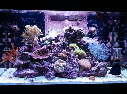 66 gallons reef tank (mostly live coral and fish) - My Paradise 2 66 gallons reef tank (mostly live coral and fish) - My Paradise 2