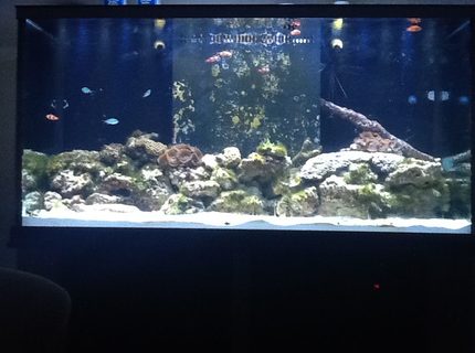 90 gallons reef tank (mostly live coral and fish) - Starting up my reef tank. Its only been running for a month or so. 90 gallons reef tank (mostly live coral and fish) - Starting up my reef tank. Its only been running for a month or so.