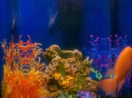 50 gallons reef tank (mostly live coral and fish) 50 gallons reef tank (mostly live coral and fish)
