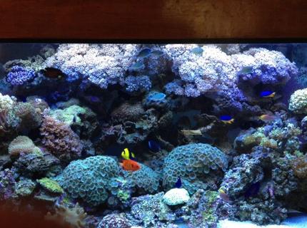 90 gallons reef tank (mostly live coral and fish) - 90 Gallon Reef Dwarf Angel Tank 90 gallons reef tank (mostly live coral and fish) - 90 Gallon Reef Dwarf Angel Tank