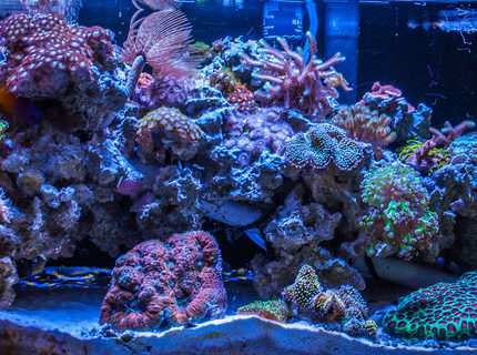 Rated #8: 20 Gallons Reef Tank - My Cave inspired Mixed Reef tank Rated #8: 20 Gallons Reef Tank - My Cave inspired Mixed Reef tank