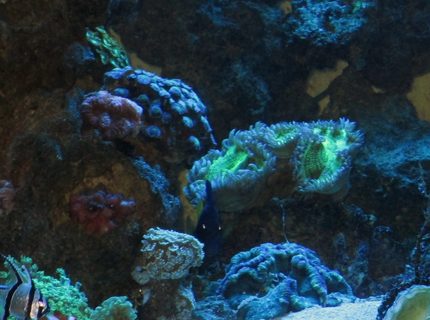 93 gallons reef tank (mostly live coral and fish) - 93 gallon cube. Metal Halides, sump filtration. Many leathers, brains, zoos, etc. Copperband, snowflake eel, purple tang, clownfish, wrasse, cardinal, flame angel, peppermint shrimp 93 gallons reef tank (mostly live coral and fish) - 93 gallon cube. Metal Halides, sump filtration. Many leathers, brains, zoos, etc. Copperband, snowflake eel, purple tang, clownfish, wrasse, cardinal, flame angel, peppermint shrimp