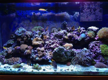 90 gallons reef tank (mostly live coral and fish) - 90 gallon mixed reef 90 gallons reef tank (mostly live coral and fish) - 90 gallon mixed reef