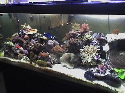 170 gallons reef tank (mostly live coral and fish) - update: 6/15/06 170 gallons reef tank (mostly live coral and fish) - update: 6/15/06
