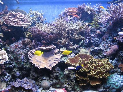 540 gallons reef tank (mostly live coral and fish) - it's hard to take pics with no glare, even harder to take them when all the fish are out! (and even still only 1/2 the fish are pictured.) the tan k is 4ft front to back; it's real hard to capture that perspective from a dead-on front angle 540 gallons reef tank (mostly live coral and fish) - it's hard to take pics with no glare, even harder to take them when all the fish are out! (and even still only 1/2 the fish are pictured.) the tan k is 4ft front to back; it's real hard to capture that perspective from a dead-on front angle