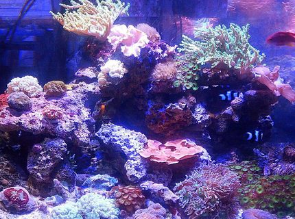 92 gallons reef tank (mostly live coral and fish) - One of 2 92 gallon displays 92 gallons reef tank (mostly live coral and fish) - One of 2 92 gallon displays