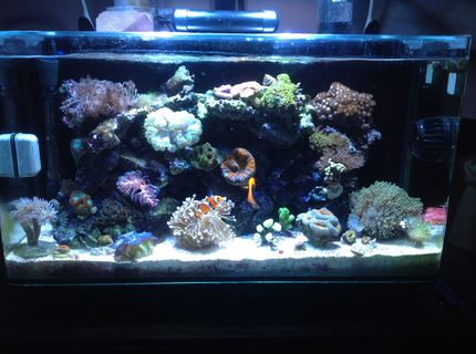 16 gallons reef tank (mostly live coral and fish) - My Coral Tank 16 gallons reef tank (mostly live coral and fish) - My Coral Tank