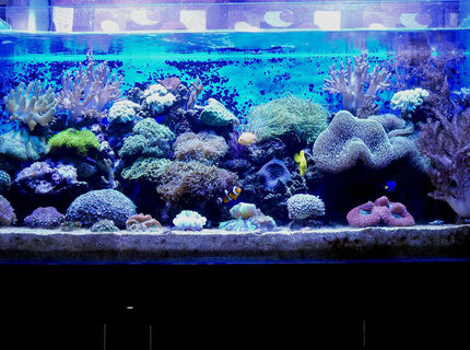 Rated #5: 100 Gallons Reef Tank - 100G Mixed Reef Tank
with Softies,LPS & SPS Rated #5: 100 Gallons Reef Tank - 100G Mixed Reef Tank
with Softies,LPS & SPS