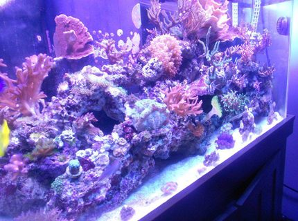 90 gallons reef tank (mostly live coral and fish) - growning.. growing.. 90 gallons reef tank (mostly live coral and fish) - growning.. growing..