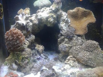 20 gallons reef tank (mostly live coral and fish) - Day Lights on
Currently been running 4 months 20 gallons reef tank (mostly live coral and fish) - Day Lights on
Currently been running 4 months