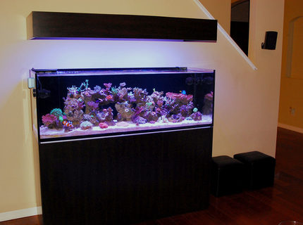 105 gallons reef tank (mostly live coral and fish) - 1 of 4. SEE PROFILE FOR ADDITIONAL IMAGES 105 gallons reef tank (mostly live coral and fish) - 1 of 4. SEE PROFILE FOR ADDITIONAL IMAGES