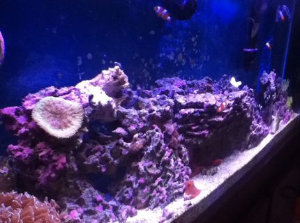 50 gallons reef tank (mostly live coral and fish) - Growing reef tank 7 months in. 50 gallons reef tank (mostly live coral and fish) - Growing reef tank 7 months in.